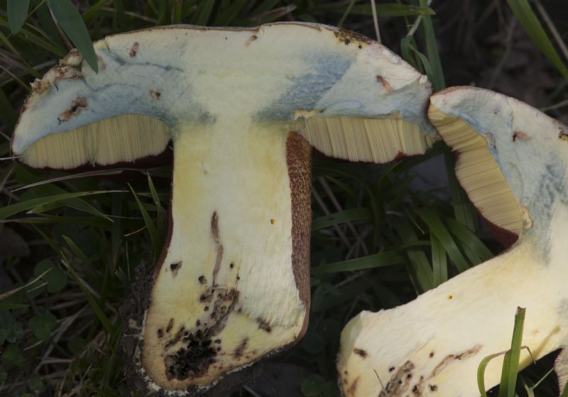 Conferma Boletus satanas